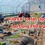 Lao Động Thời Vụ E8 Hàn Quốc